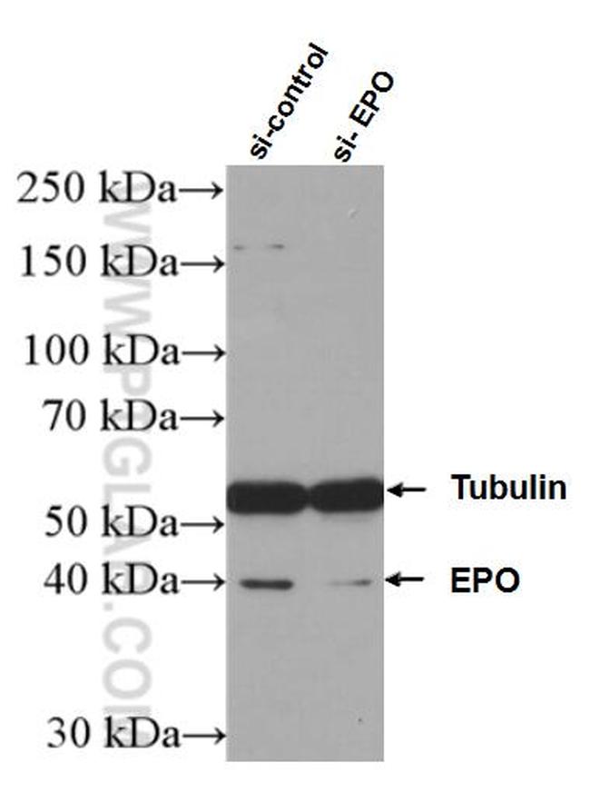 EPO Antibody in Western Blot (WB)