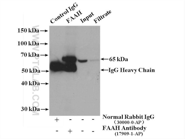 FAAH Antibody in Immunoprecipitation (IP)