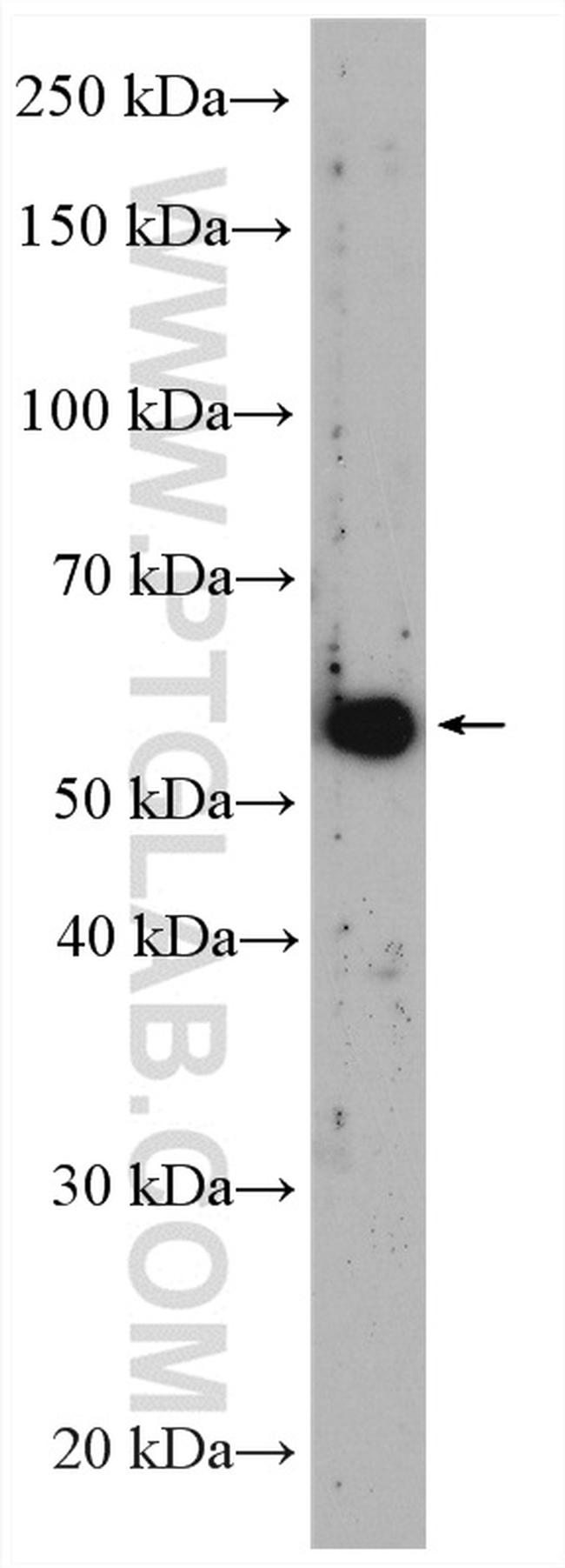 FAAH Antibody in Western Blot (WB)