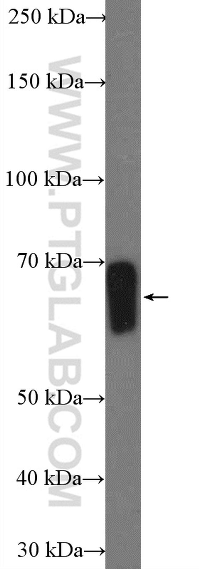 FAAH Antibody in Western Blot (WB)