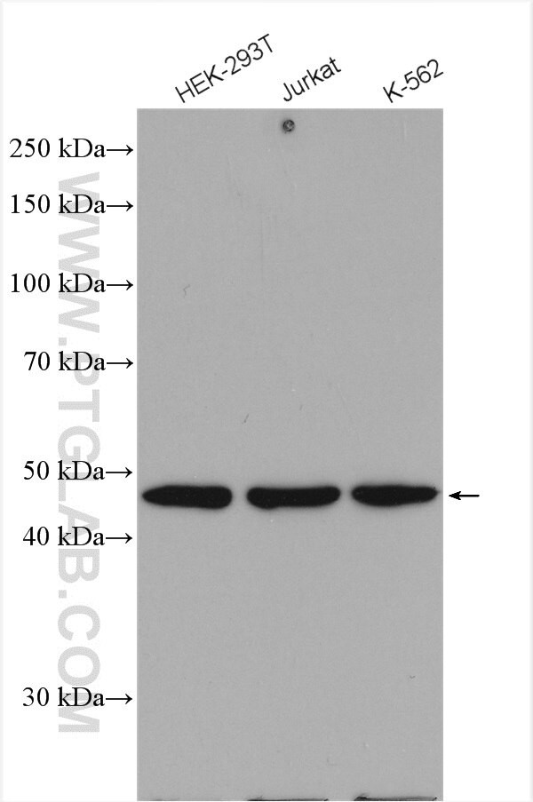 SNX5 Antibody in Western Blot (WB)