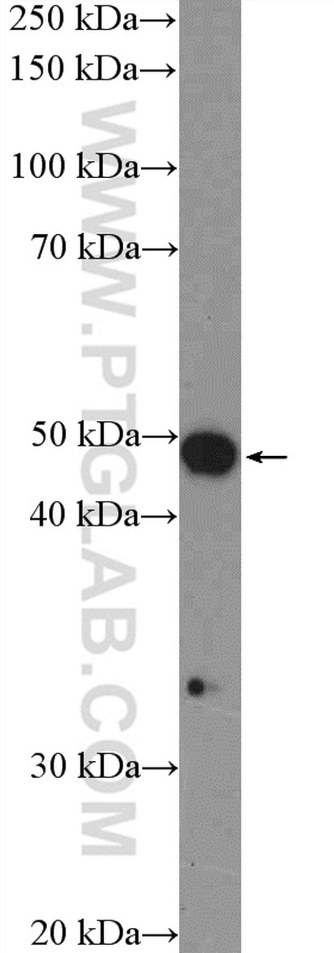 SNX5 Antibody in Western Blot (WB)