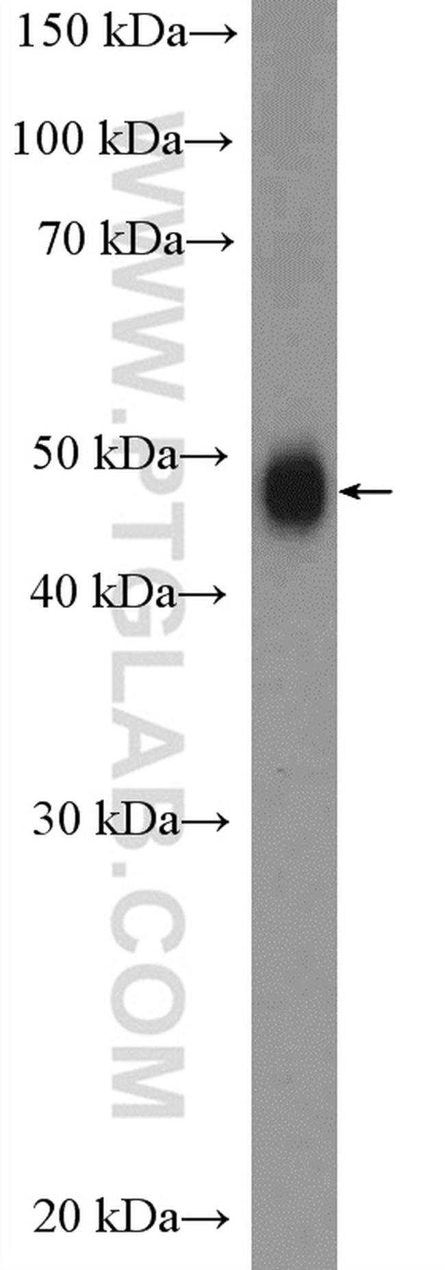 SNX5 Antibody in Western Blot (WB)