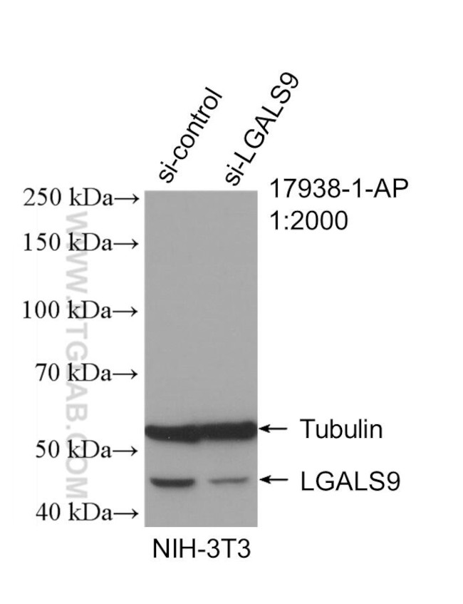 Galectin 9 Antibody in Western Blot (WB)