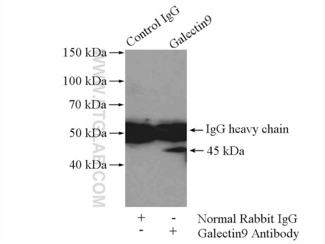 Galectin 9 Antibody in Immunoprecipitation (IP)