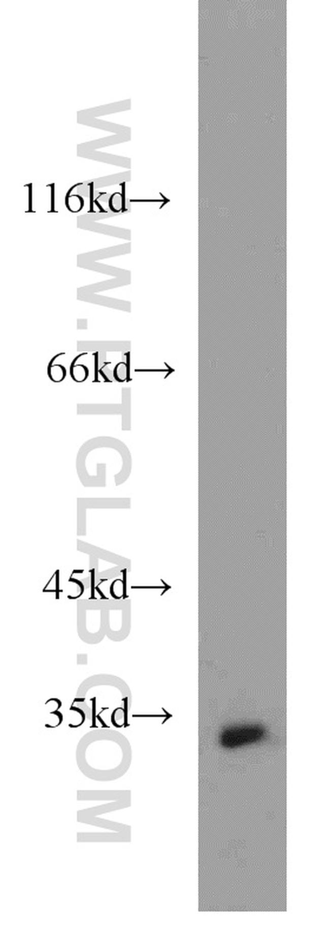 RGN/SMP30 Antibody in Western Blot (WB)