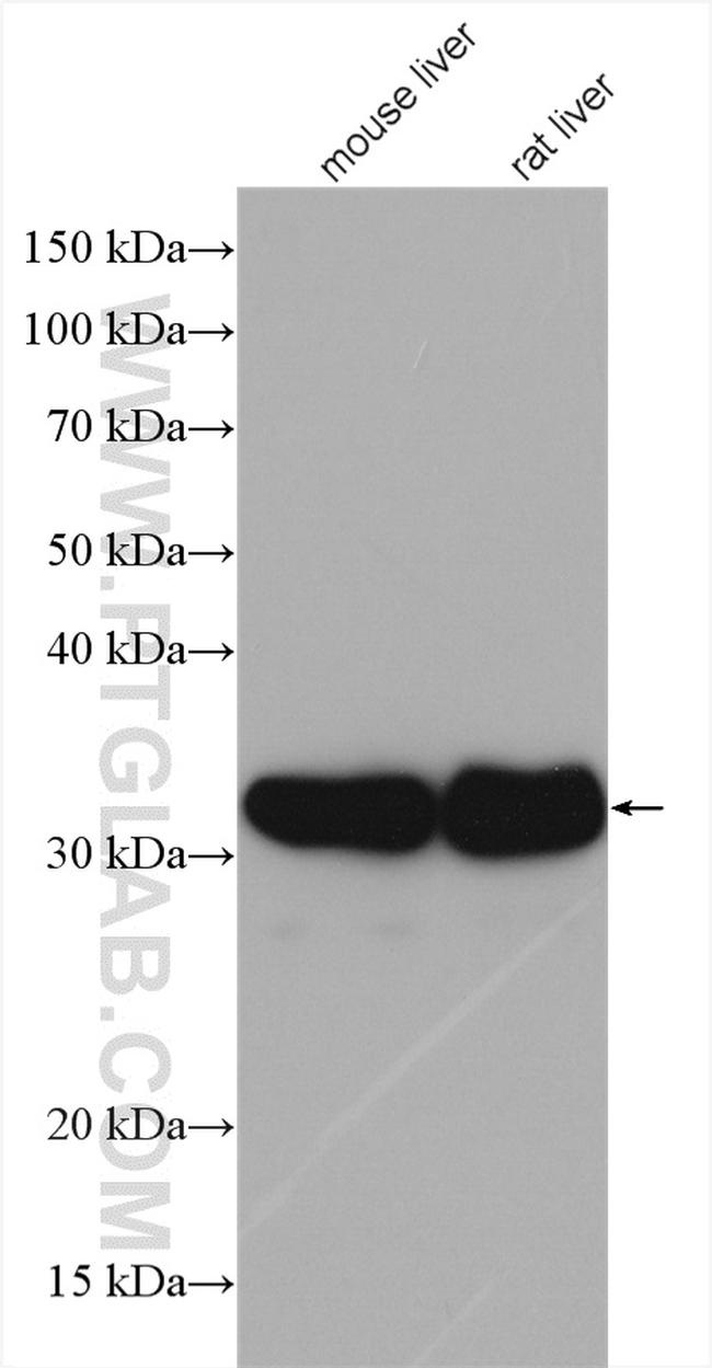 RGN/SMP30 Antibody in Western Blot (WB)