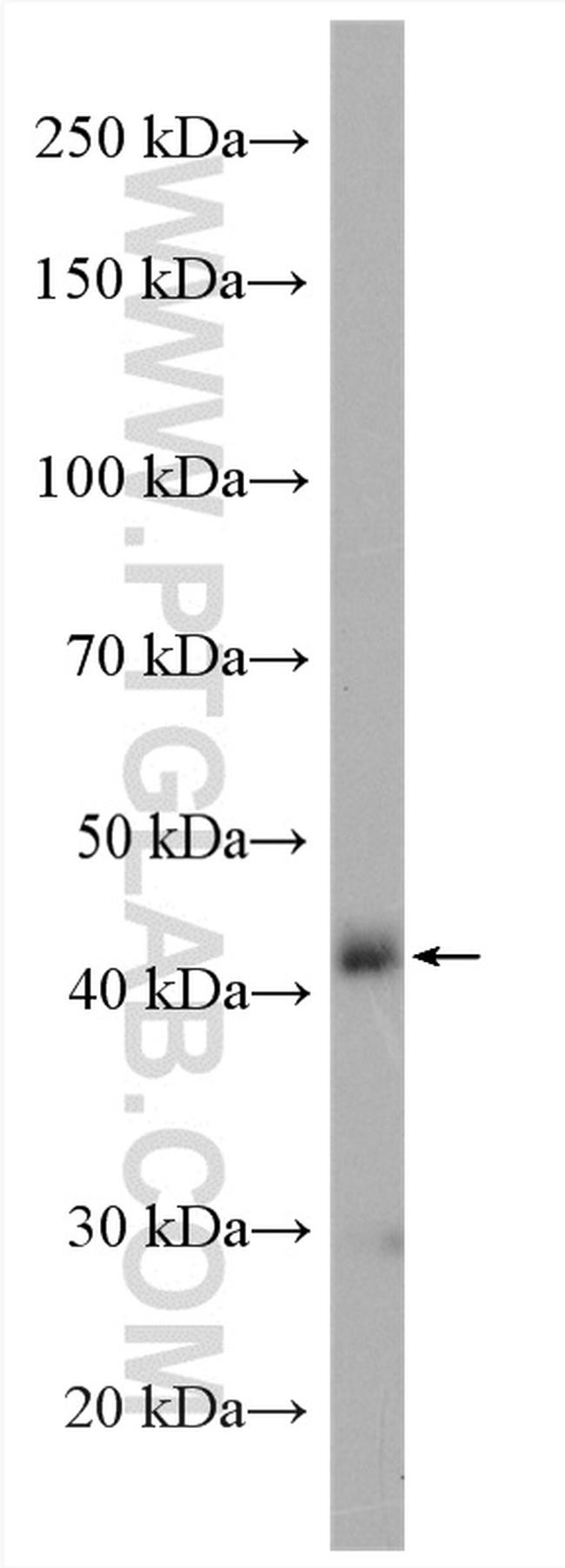 FUT1 Antibody in Western Blot (WB)