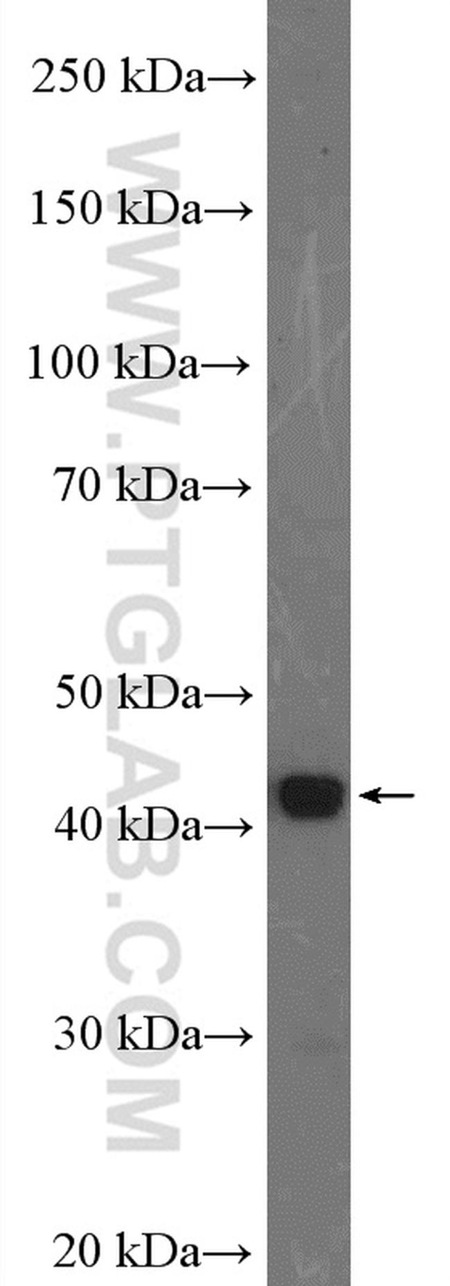 FUT1 Antibody in Western Blot (WB)