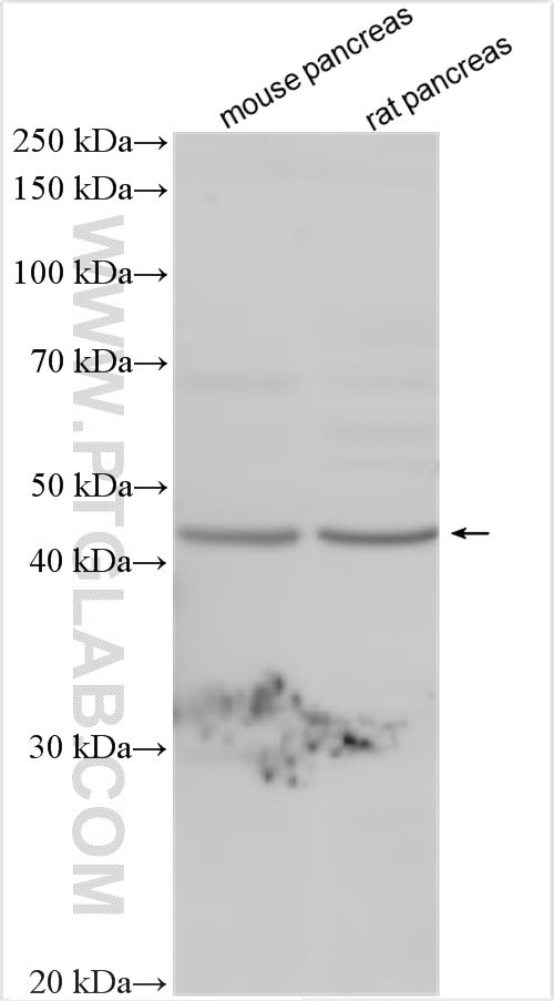 OPCML Antibody in Western Blot (WB)