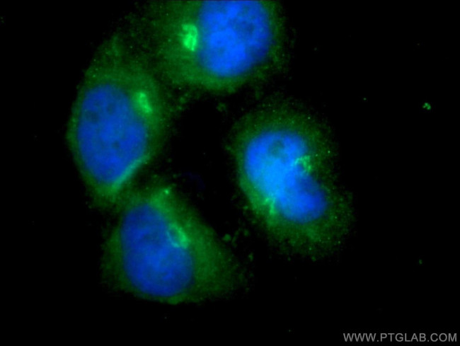 RASIP1 Antibody in Immunocytochemistry (ICC/IF)