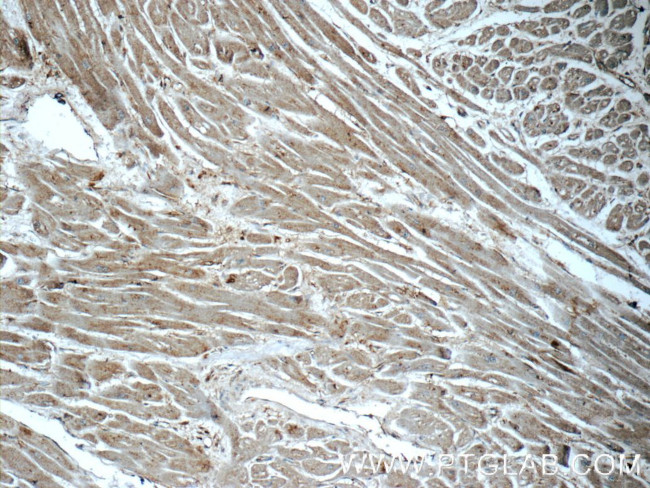 RASIP1 Antibody in Immunohistochemistry (Paraffin) (IHC (P))