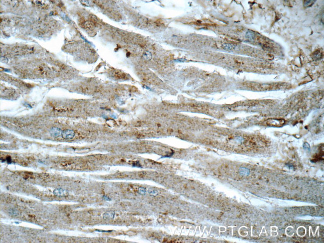 RASIP1 Antibody in Immunohistochemistry (Paraffin) (IHC (P))