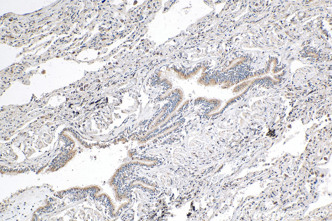 RASIP1 Antibody in Immunohistochemistry (Paraffin) (IHC (P))