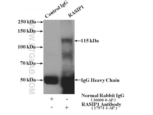 RASIP1 Antibody in Immunoprecipitation (IP)