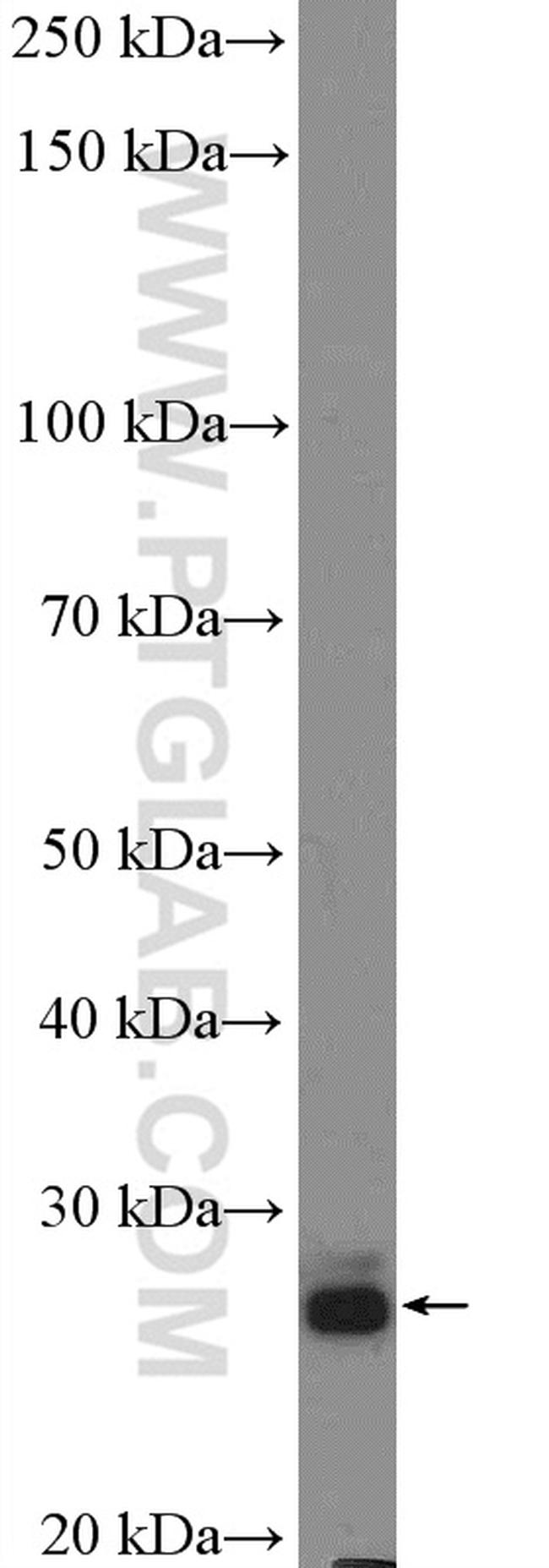 BPHL Antibody in Western Blot (WB)