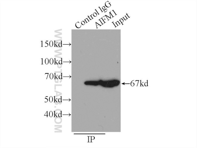 AIF Antibody in Immunoprecipitation (IP)