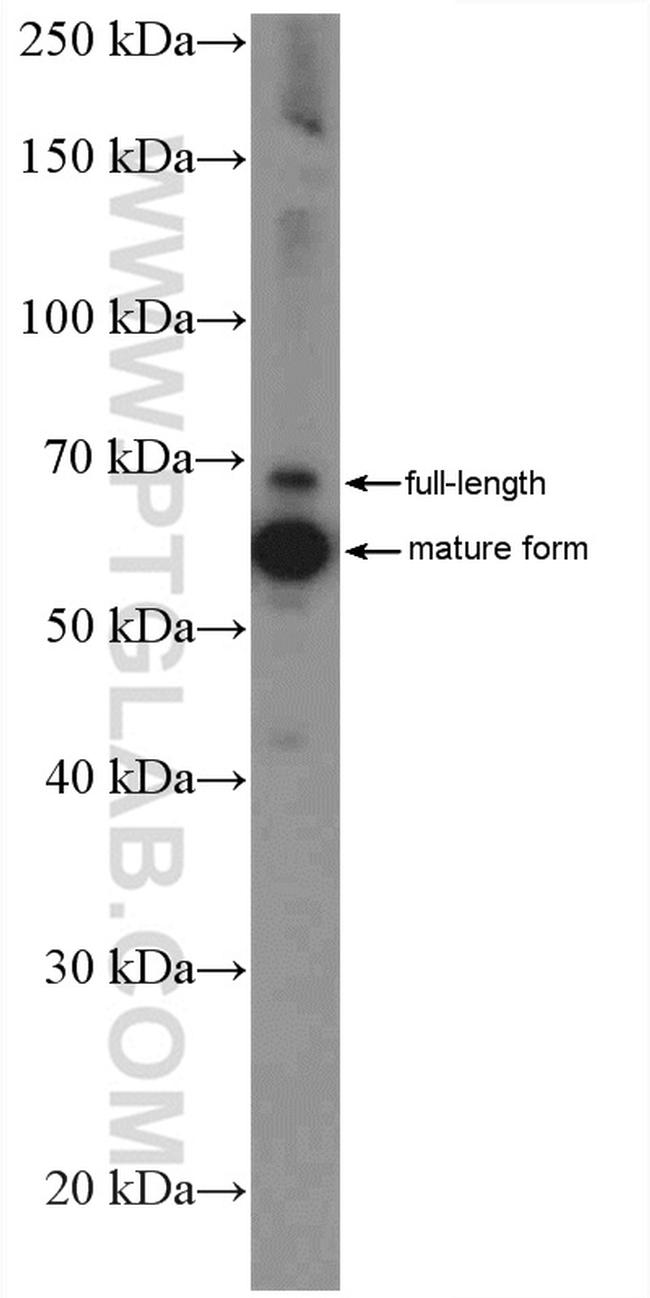 AIF Antibody in Western Blot (WB)