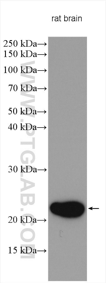 REEP1 Antibody in Western Blot (WB)