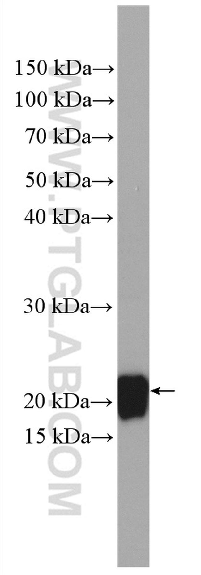 REEP1 Antibody in Western Blot (WB)