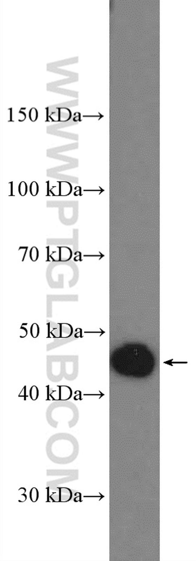 APOA4 Antibody in Western Blot (WB)