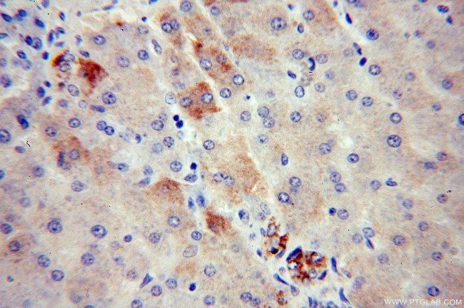 APOA4 Antibody in Immunohistochemistry (Paraffin) (IHC (P))