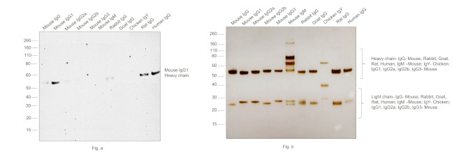 Mouse IgG1 Secondary Antibody in Western Blot (WB)