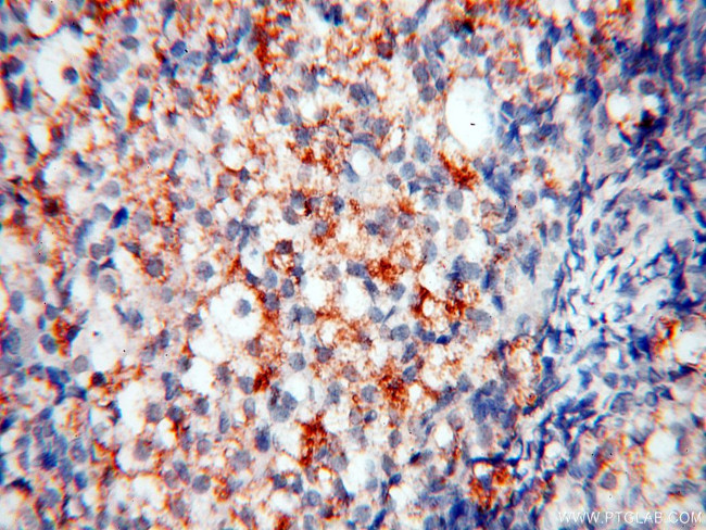 PPCS Antibody in Immunohistochemistry (Paraffin) (IHC (P))