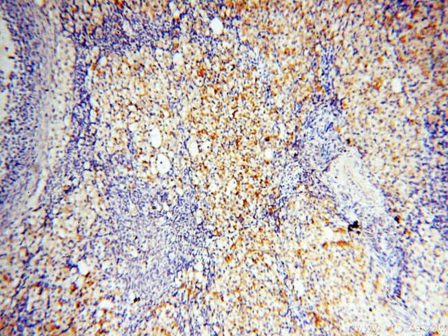 PPCS Antibody in Immunohistochemistry (Paraffin) (IHC (P))