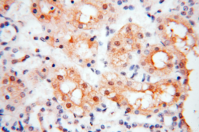 PPCS Antibody in Immunohistochemistry (Paraffin) (IHC (P))