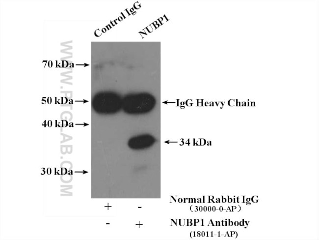 NUBP1 Antibody in Immunoprecipitation (IP)