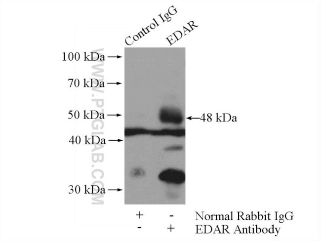 EDAR Antibody in Immunoprecipitation (IP)