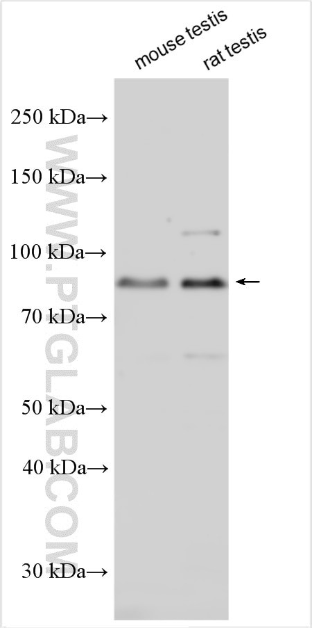 SMURF2 Antibody in Western Blot (WB)