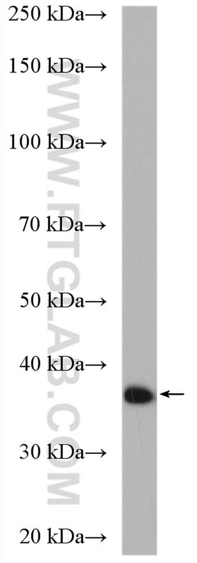 CCNY Antibody in Western Blot (WB)