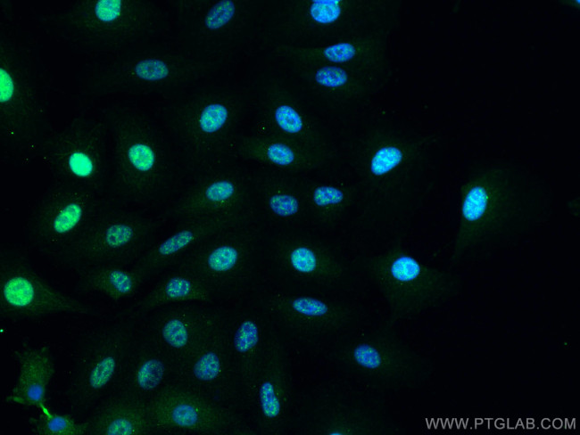 CCNY Antibody in Immunocytochemistry (ICC/IF)