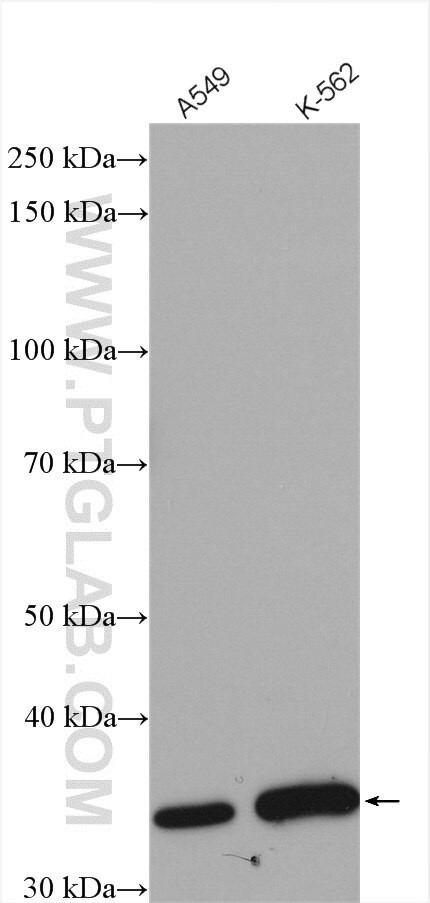 CCNY Antibody in Western Blot (WB)