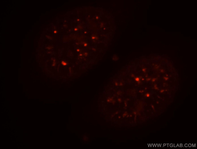 CCNY Antibody in Immunocytochemistry (ICC/IF)