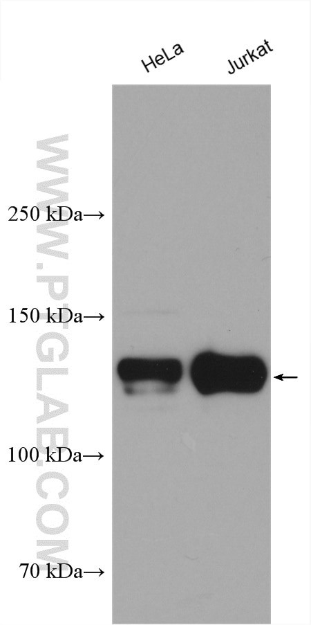 DNA Ligase I Antibody in Western Blot (WB)