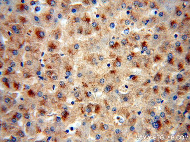 fetuin-B Antibody in Immunohistochemistry (Paraffin) (IHC (P))