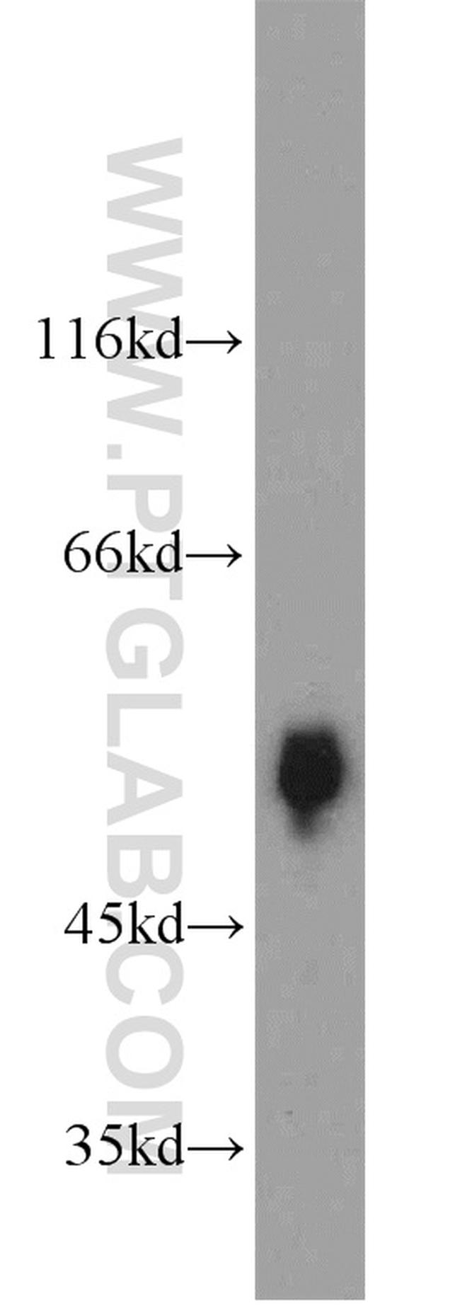 fetuin-B Antibody in Western Blot (WB)