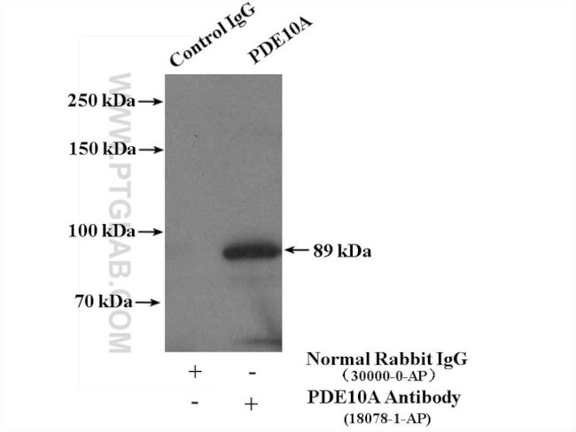 PDE10A Antibody in Immunoprecipitation (IP)