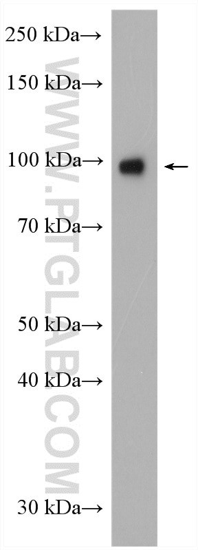 CLOCK Antibody in Western Blot (WB)