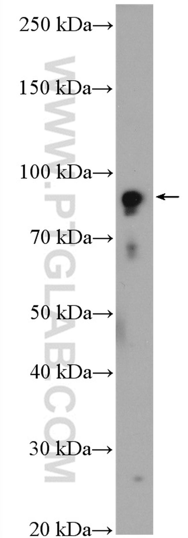 CLOCK Antibody in Western Blot (WB)