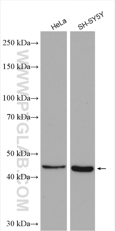 B3GNT3 Antibody in Western Blot (WB)