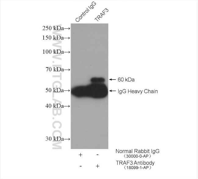 TRAF3 Antibody in Immunoprecipitation (IP)
