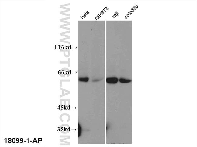 TRAF3 Antibody in Western Blot (WB)