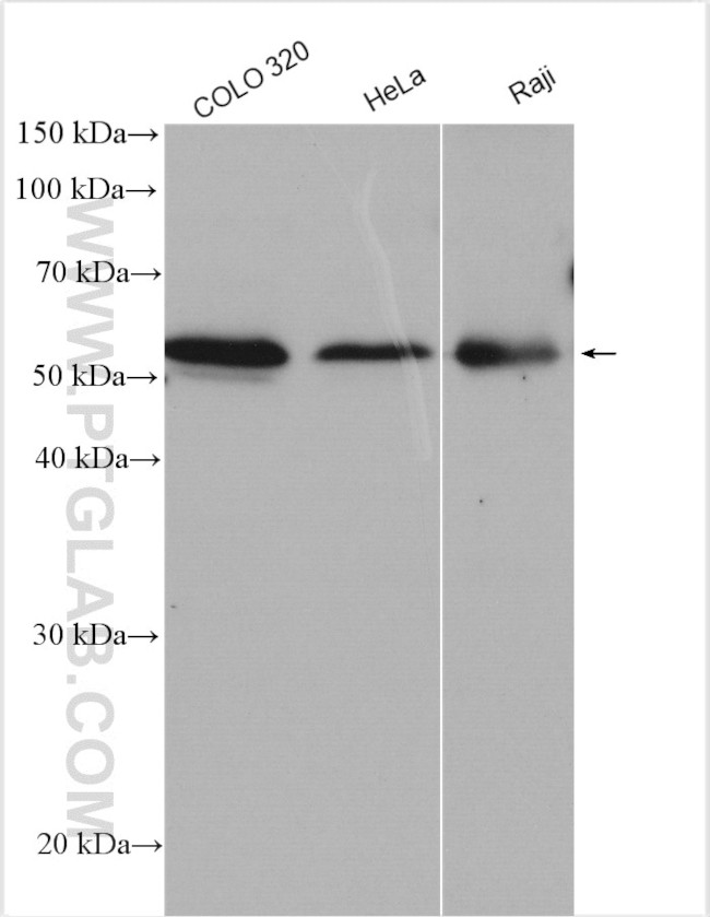 TRAF3 Antibody in Western Blot (WB)