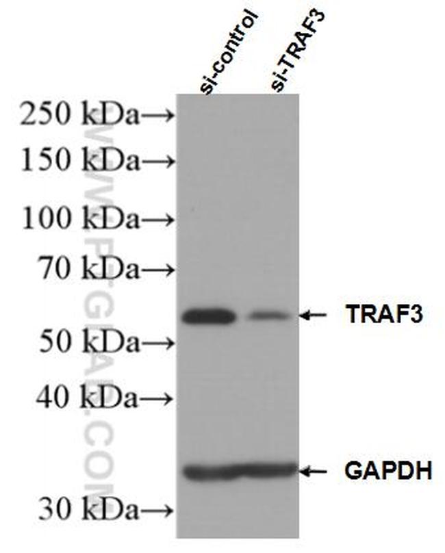 TRAF3 Antibody in Western Blot (WB)