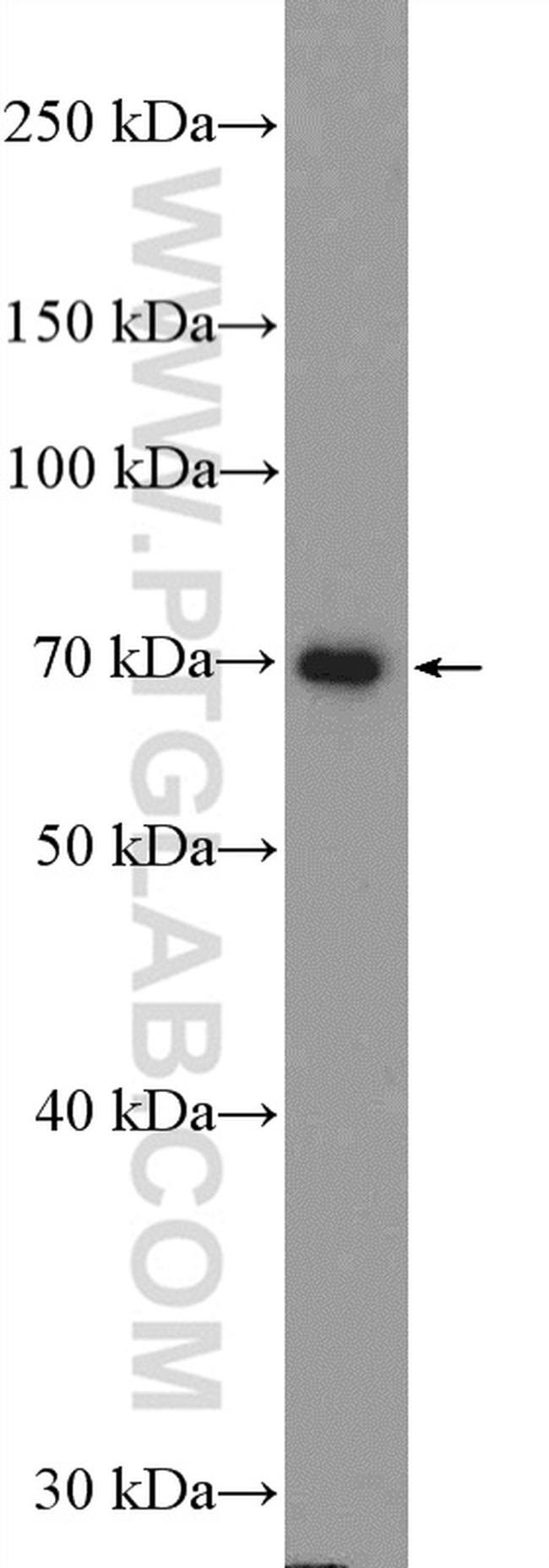 TRAF3 Antibody in Western Blot (WB)