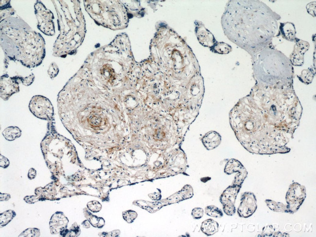 KCNA10 Antibody in Immunohistochemistry (Paraffin) (IHC (P))